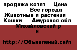 продажа котят  › Цена ­ 15 000 - Все города Животные и растения » Кошки   . Амурская обл.,Михайловский р-н